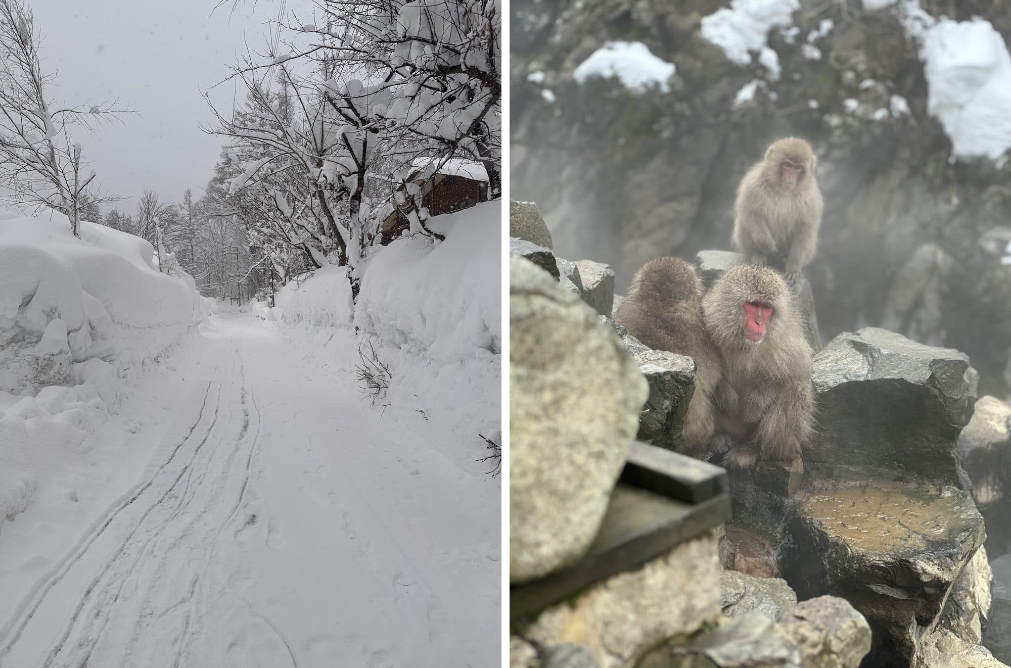 snow and monkeys in Japan